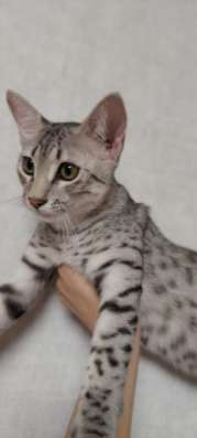 Египетская мау kitten