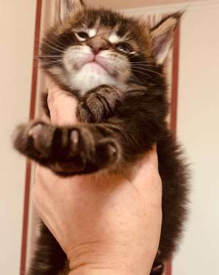 Lovely Maine Coon babies фото 6