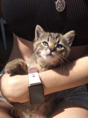 Отдам котят бесплатно фото 5