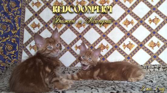 Котёнок менй кун красный солид. Шоу класс в Перми фото 8