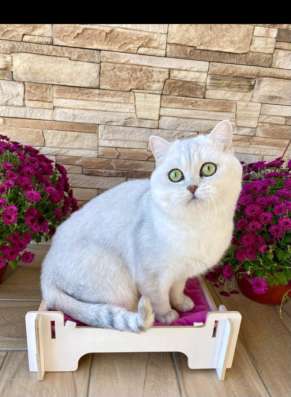 Клубный шотландский котёнок в Ставрополе