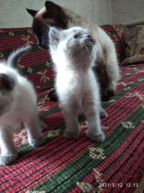 Сиамские котята