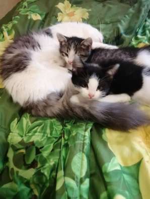 Котята в добрые руки в Нижнем Новгороде фото 10