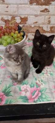 Отдам котят мальчиков 1,5 мес
