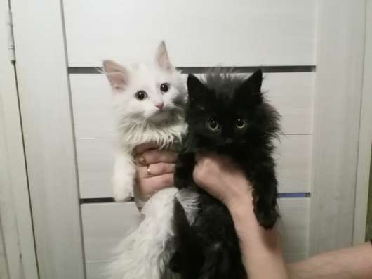 Отдам котят в добрые руки