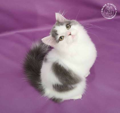 Котик под разведение фото 6