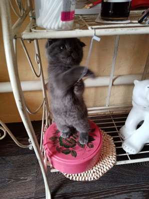Котик и кошечка в Челябинске