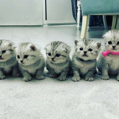 Продам шикарных котят фото 3