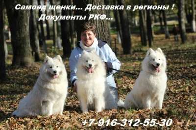 Самоед щенки в Новом Уренгое фото 3