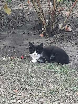 Котята, 3 месяца в Старом Осколе