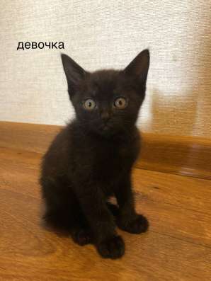 Отдам котят в добрые руки