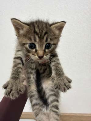 котята в Кирове фото 4