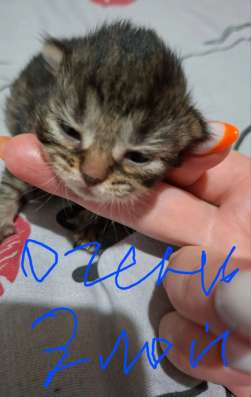 Котята , ищут дом