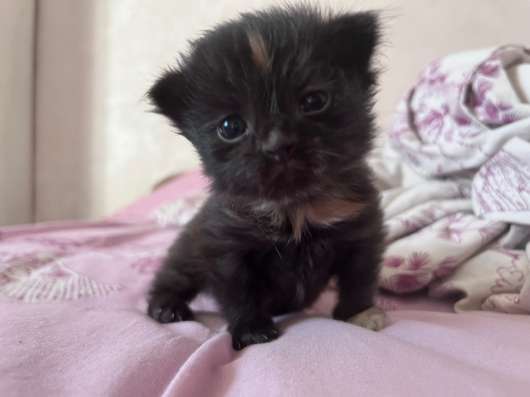 Котенок в добрые ручки
