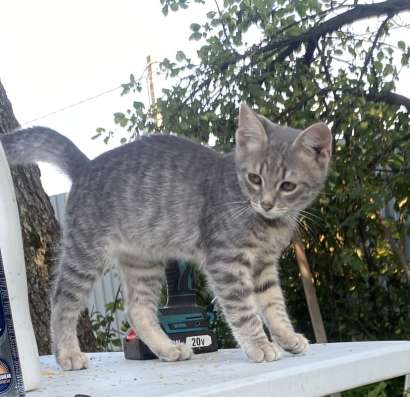 Котенок мальчик