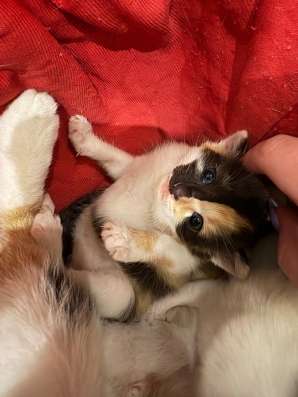 Отдам котят в добрые руки в Туле