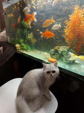 Шотландские вислоухие котята фото 5