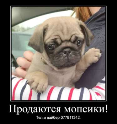 Продаются щенки королевского мопса! фото 10