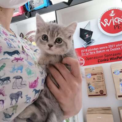 Британские котята фото 3