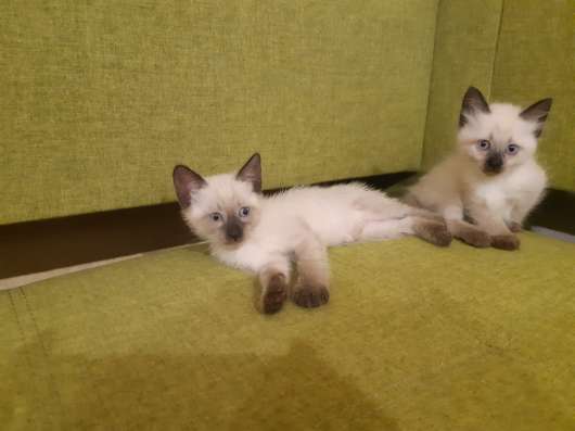 Сиамские котята в Сыктывкаре фото 9