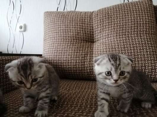 Шотландские котята фото 5