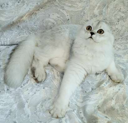 Шотладский котенок