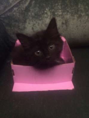 Отдам котенка в добрые руки