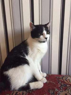 Котенок тимоша ищет дом фото 6
