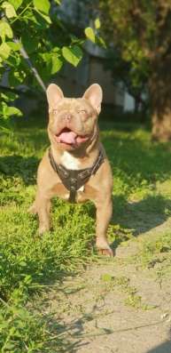 ISABELLA FRENCH BULLDOG