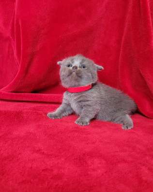 Британские коротаошерстные котята фото 3
