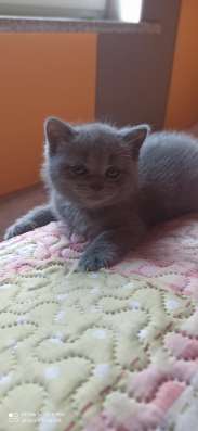 Котята британские