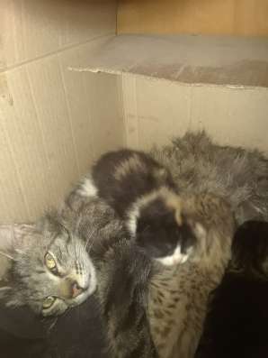 Котята бесплатно на выбор фото 3