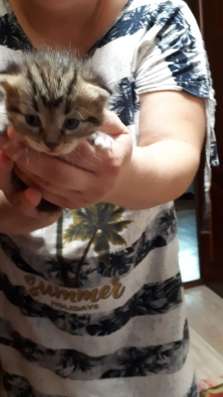 Котята даром