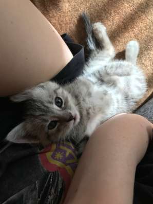 Котёнок бесплатно в Курске