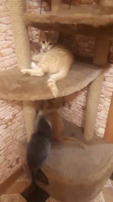 Отдам даром котят. В Первоуральске в Первоуральске фото 6