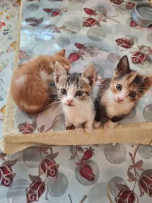 Отдам котенка бесплатно