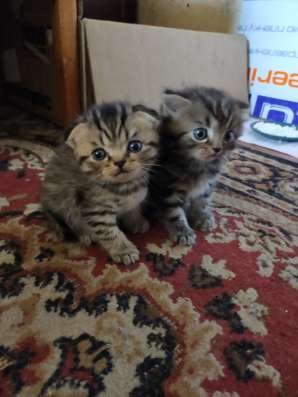Шотландские котята фото 34
