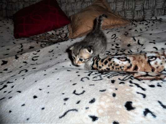 Шотландские котята