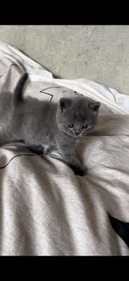 Шотландские котята фото 6
