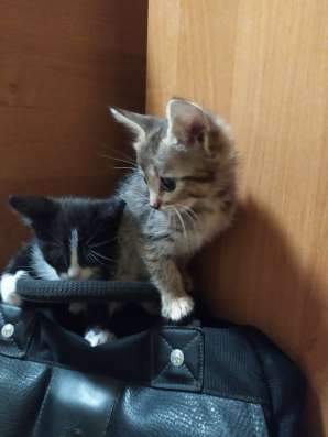 Отдам котят в добрые руки в Севастополе фото 3