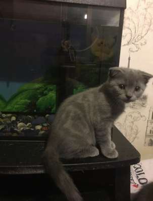 Британские котята