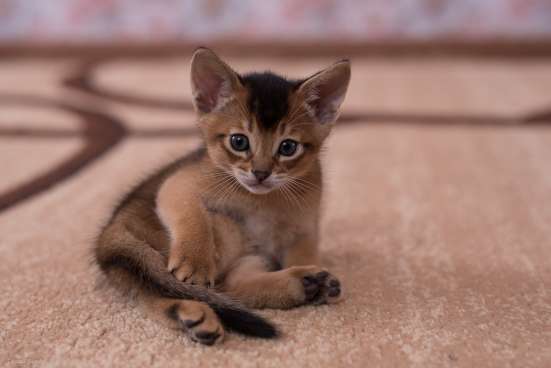 Абиссинские котята
