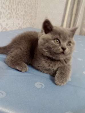 Шотландські кошенята