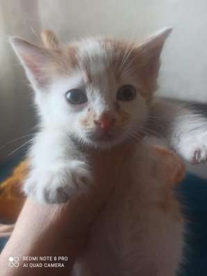 Котенок Рыжик в Краснодаре