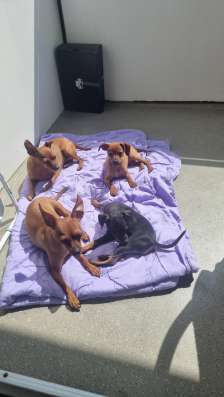 Zwergpinscher мини (до 2.5 кг) фото 3