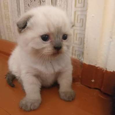Шотландские котята фото 3