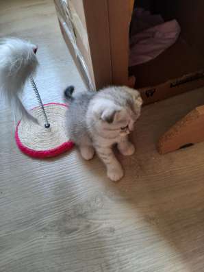 Шотландский вислоухий мальчик