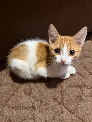 Котята в добрые руки!