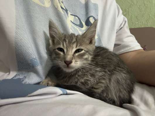 Котенок девочка в Якутске