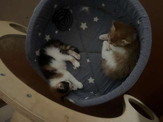 Котята мейкун